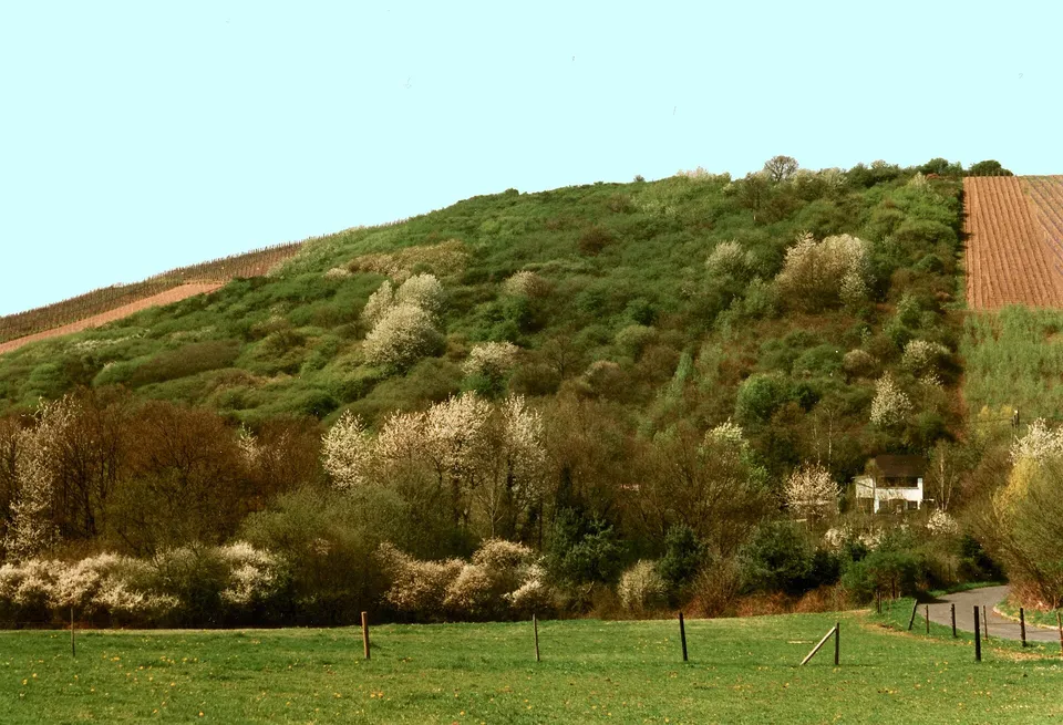Weinbergshaenge im Trierer Stadtteil Olewig, dem Weinort von Trier