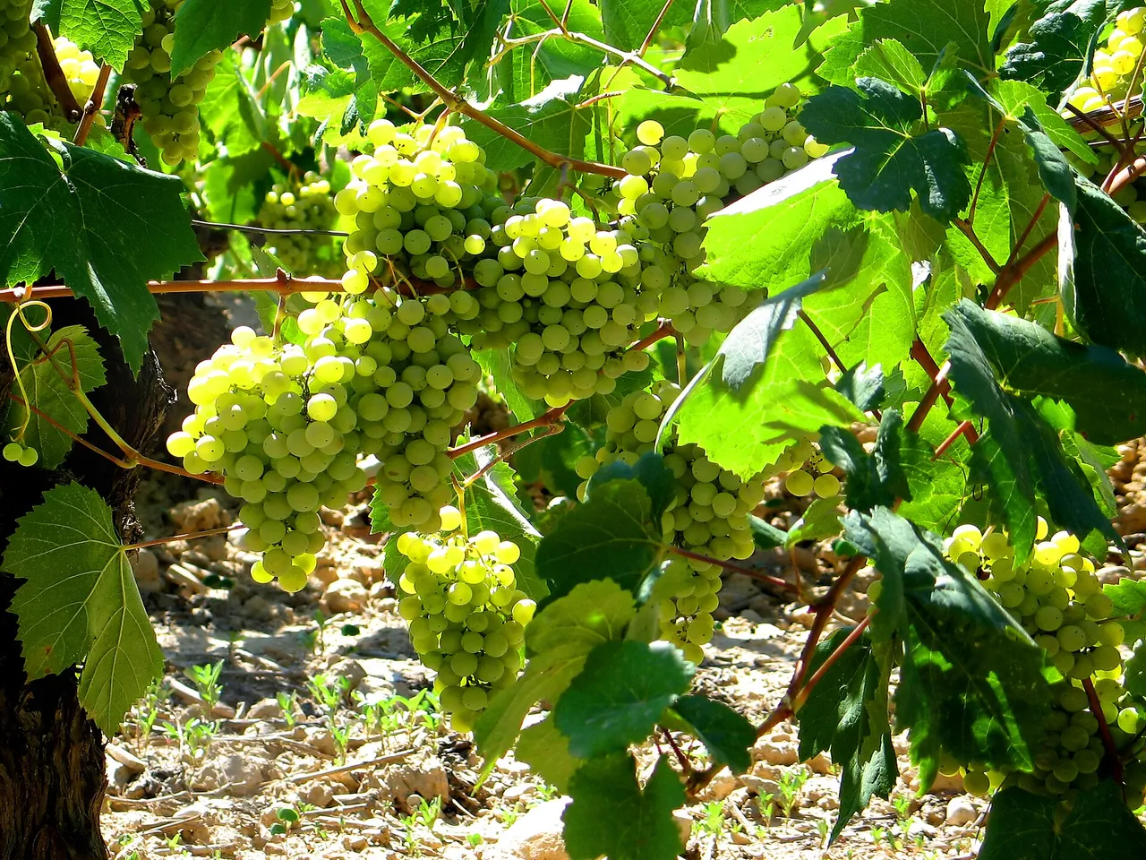Reife weisse Weintrauben haengen dicht an der Rebe im Weinberg