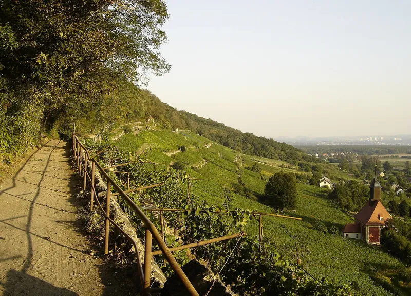 Weinwanderweg fuehrt durch sonnige Weinberge am Hang