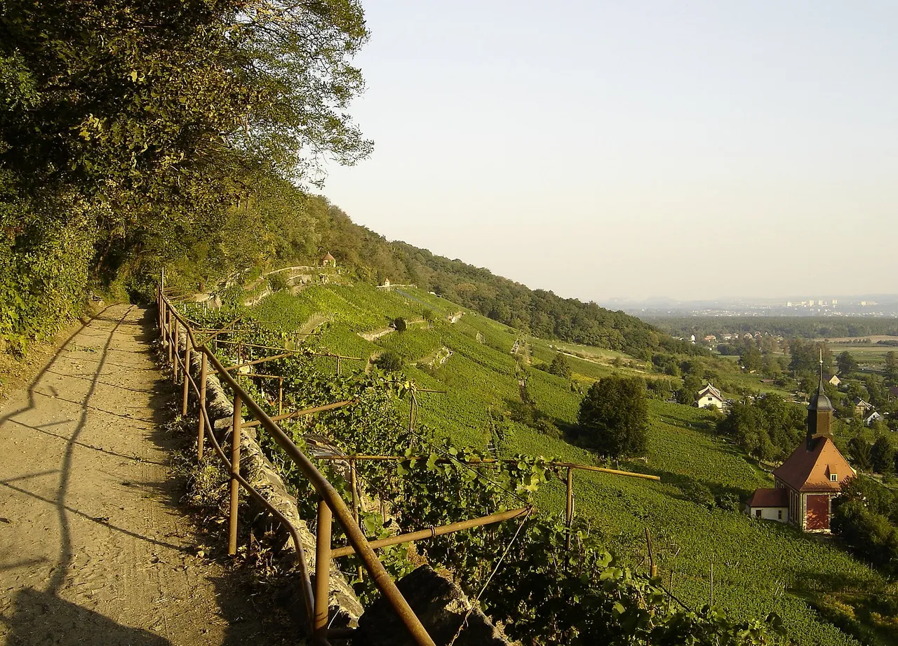 Weinwanderweg fuehrt durch sonnige Weinberge am Hang